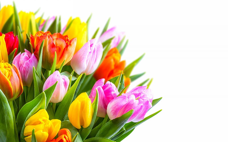 bouquet of tulips, spring flowers, colorful bouquet, tulips, HD wallpaper