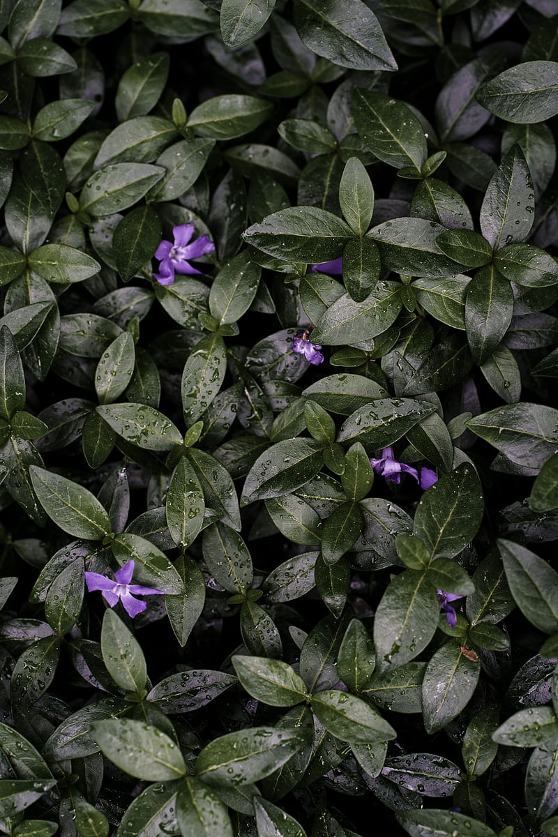 flowers, leaves, drops, plant, HD phone wallpaper