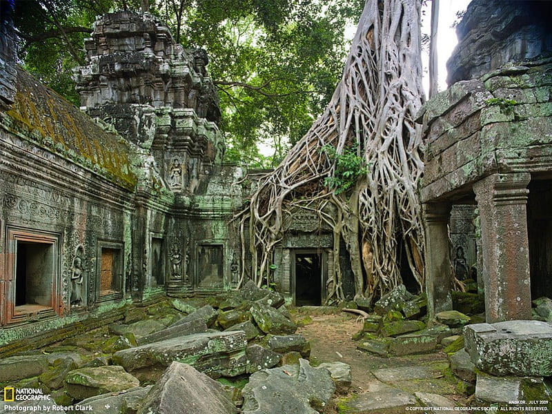 ancient building, tree grow through building, HD wallpaper