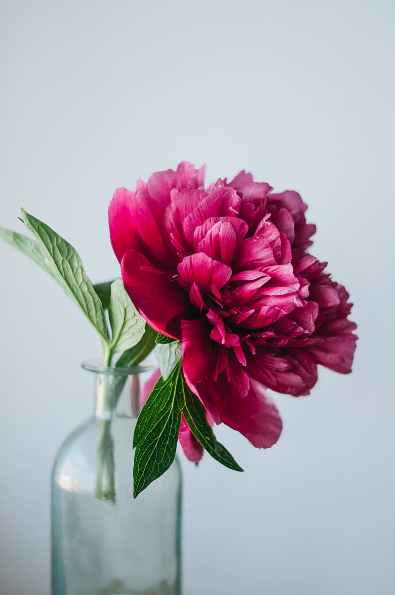 peony, flower, pink, vase, glass, HD phone wallpaper