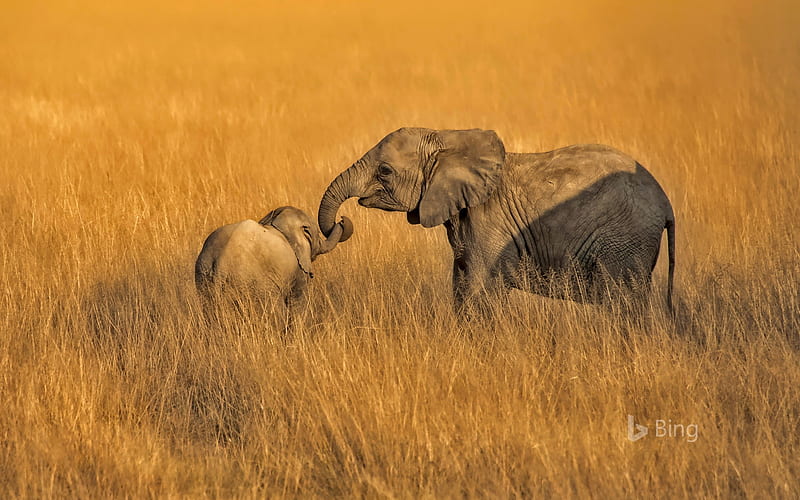 Here, let's go this way ..., trunk, assistance, sweet, elephants, Africa, grass, tail, yellow, Bing, cute, Amboseli National Park, siblings, Kenya, animals, HD wallpaper
