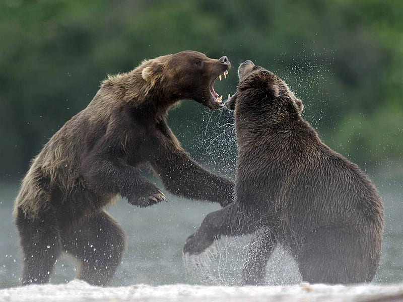 grizzly bears fighting wallpaper