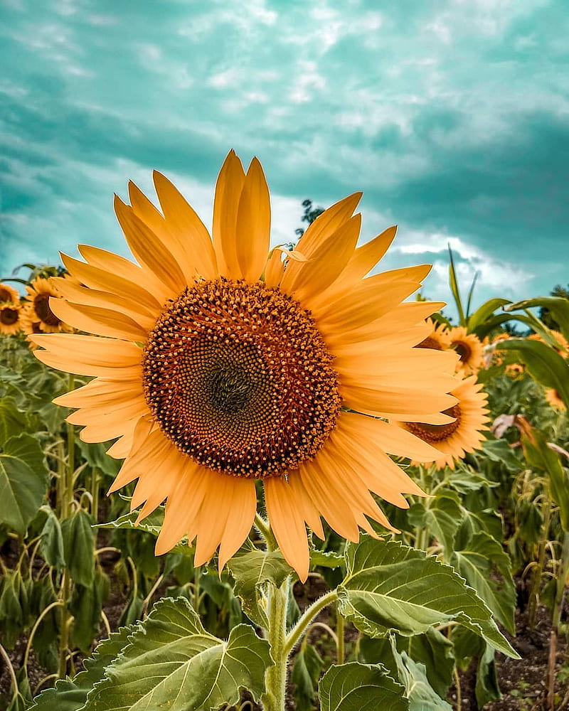 Sunflower, blooming, HD phone wallpaper | Peakpx