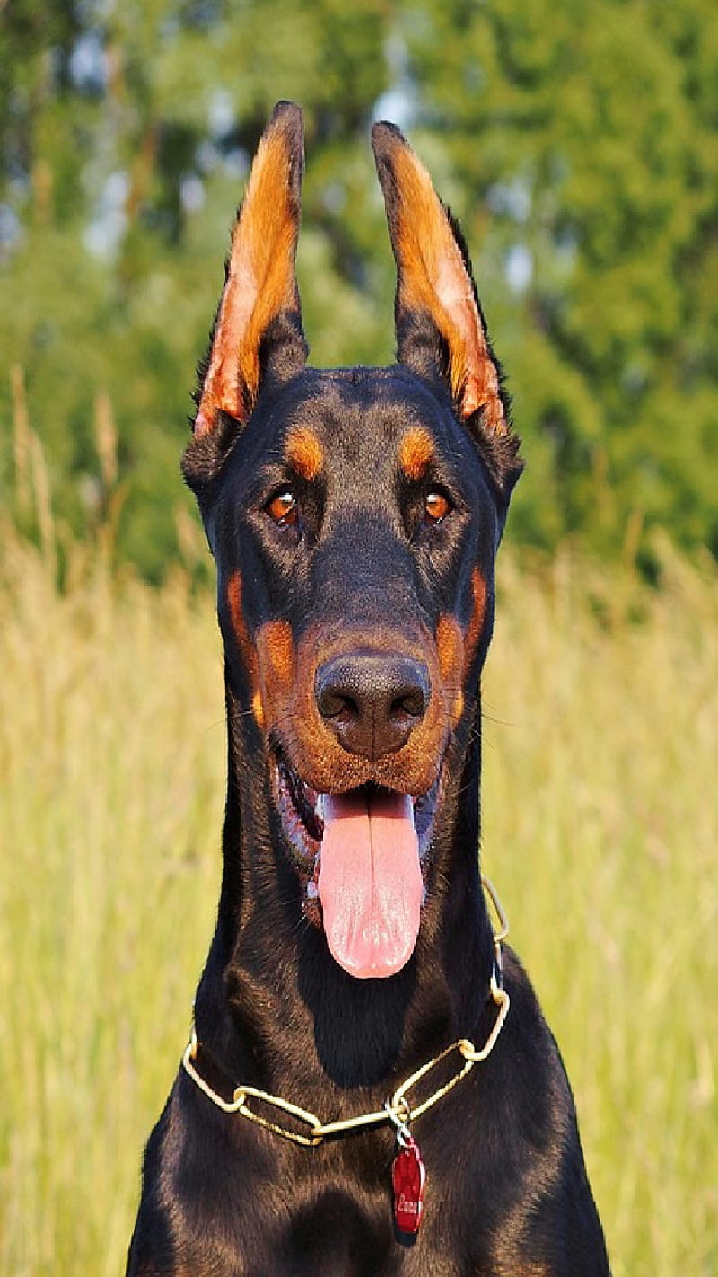 Doby, doberman, pet, black and tan, guard dog, canine, pinscher, dog, puppies, dogs, breed, HD phone wallpaper