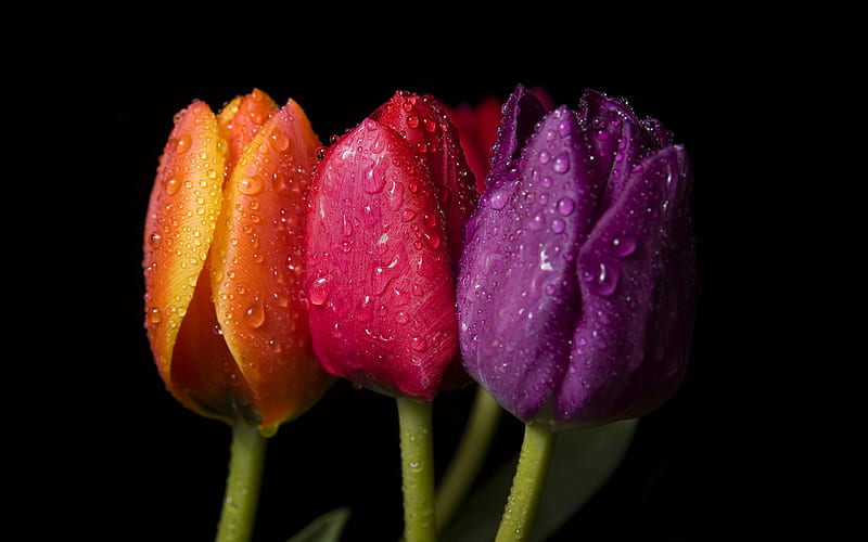 3 dewy tulips, moist, red, wet, orange, dewy, yellow, 2560x1600, elegance, green stem, purple, black background, bulb, HD wallpaper