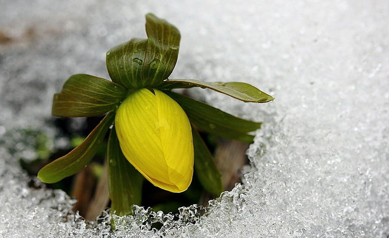 Beautiful Winter Bud, wet, macro, yellow, ice, nature, bud, winter, cold, HD wallpaper