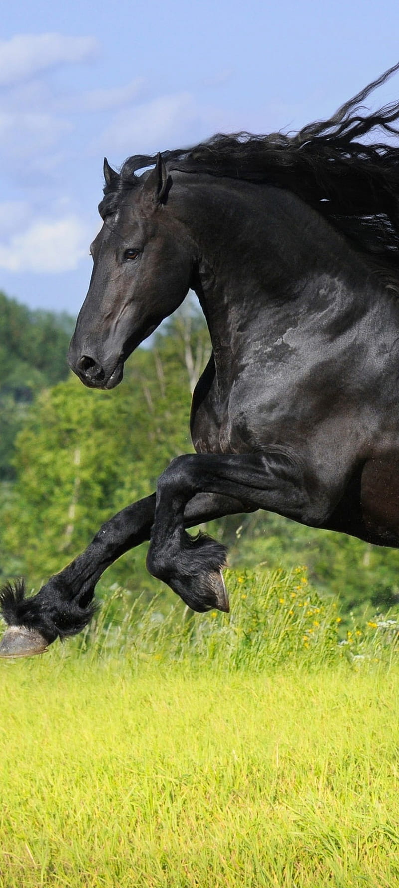 teléfono de caballo frisón animal, caballo frisón negro, Fondo de pantalla  de teléfono HD | Peakpx