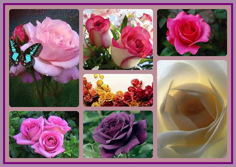 ~~Especially for Friend Rosegirl~~, flowers, nature, collage, roses, HD wallpaper