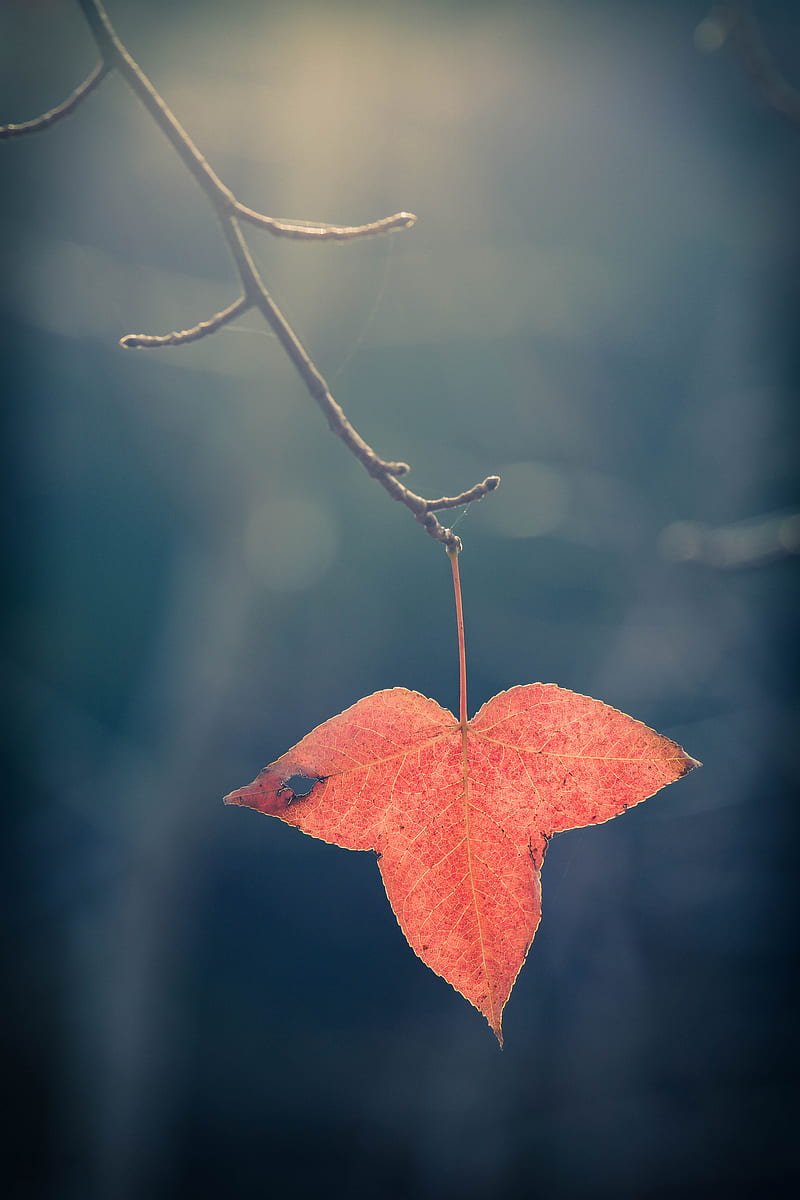 leaf, red, macro, branch, plant, HD phone wallpaper