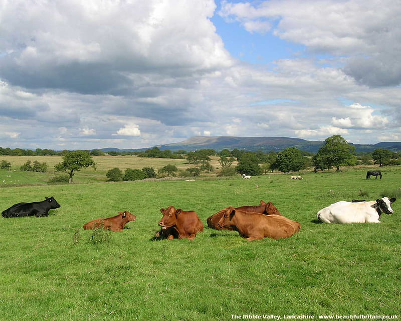 Ribble Valley England, farm, green, fields, pasture, land, animals, cows, valley, HD wallpaper