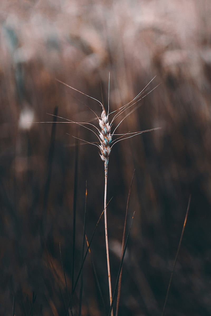 spikelet, plant, grass, stem, macro, HD phone wallpaper