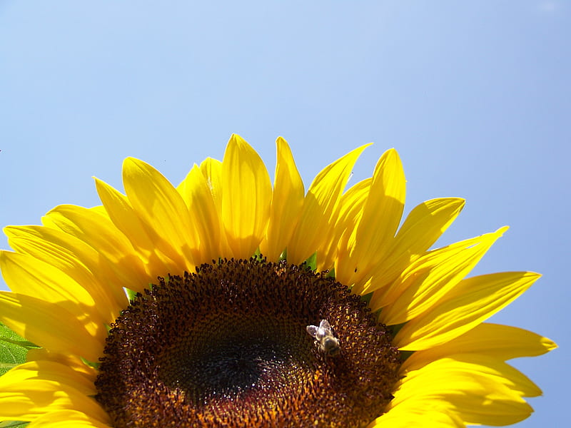 Me and you, brown, yellow, bonito, sunflower, sky, bee, bee and flower, bee and sunflower, flower, blue, HD wallpaper