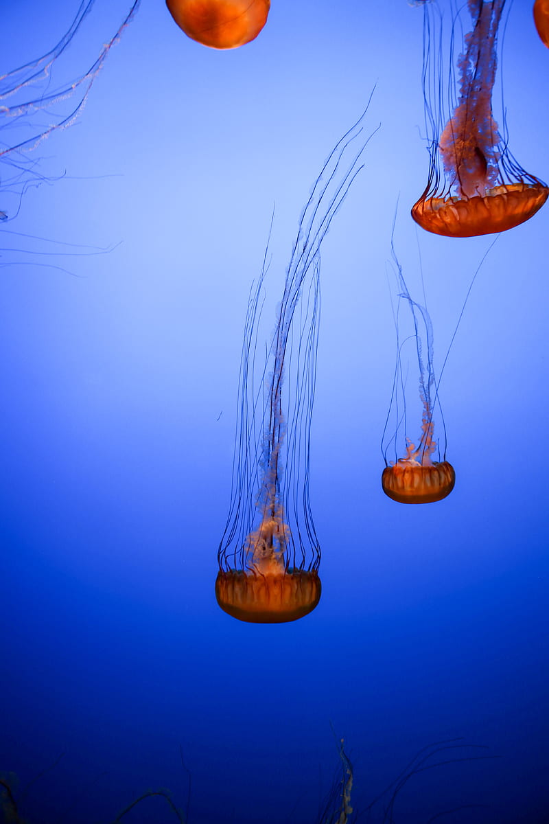 jellyfish, tentacles, creatures, brown, HD phone wallpaper