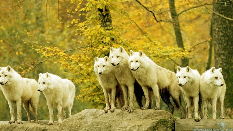White wolves, forest, wolf, wild, animal, HD wallpaper