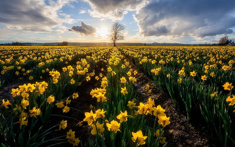 daffodils, sunrise, morning, yellow wildflowers, Holland, HD wallpaper