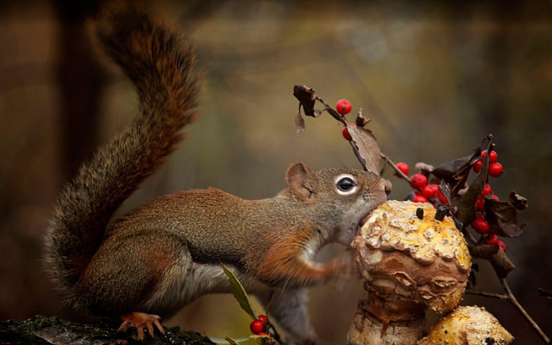 Mushroom feast, cute, squirrel, berry, food, mushroom, funny, animal, HD  wallpaper | Peakpx