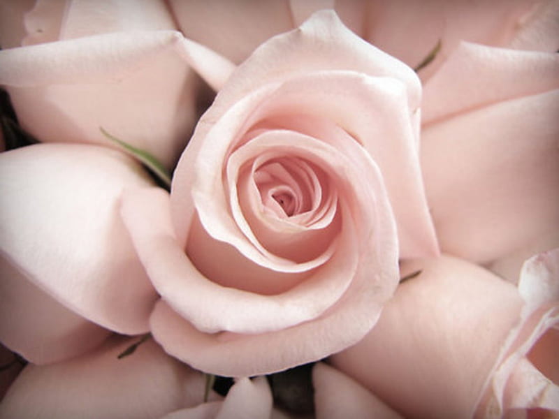 Pastel Rose, flower, paint, pink, HD phone wallpaper
