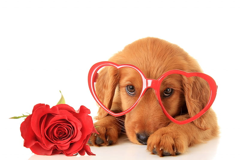 Happy Valentine's Day!, red, rose, glasses, caine, valentine, animal, sweet, card, cute, flower, white, puppy, HD wallpaper