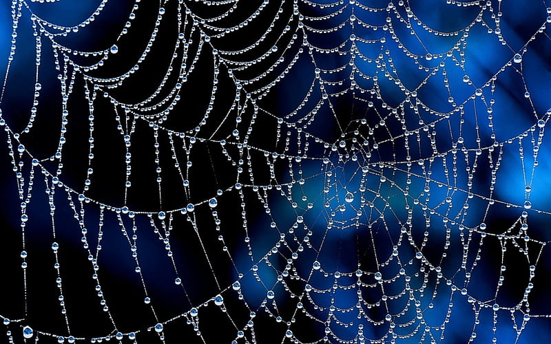 Spider's web, web, water drops, macro, dew, spider, blue, HD wallpaper