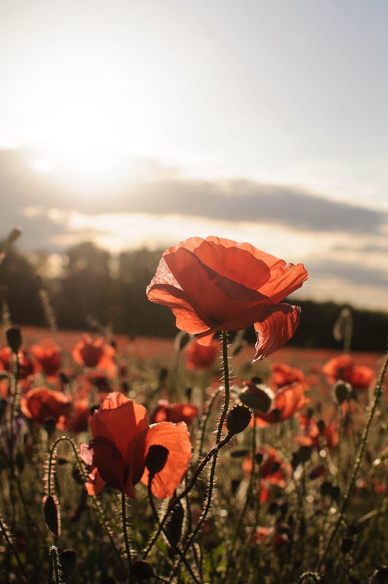 poppies, red, flowers, field, sunlight, HD phone wallpaper