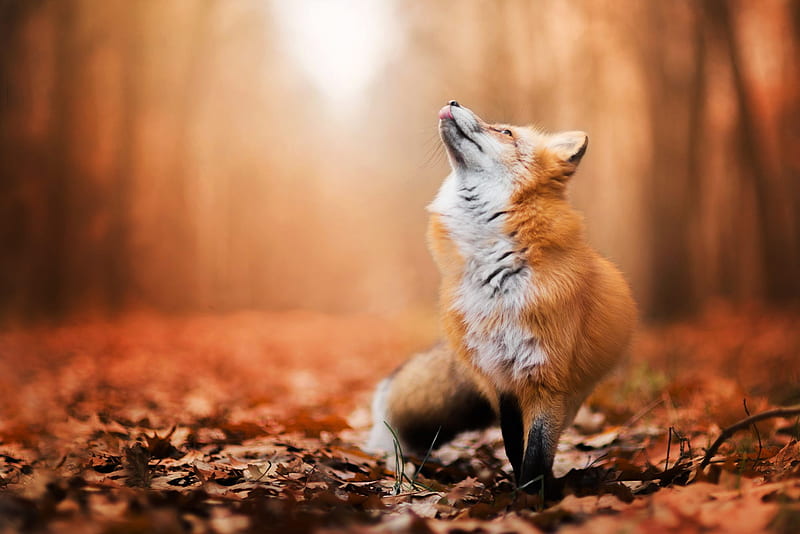 fox, automn, cute, best, nature, red, leaves, trees, HD wallpaper