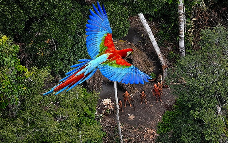 Amazon above undiscovered tribe., red, blue, amazon, tribe, HD wallpaper
