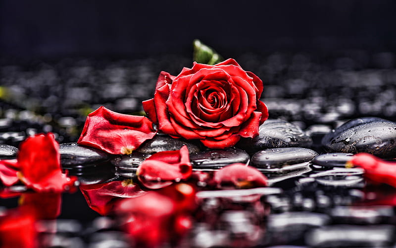 Red Rose, Rose, Water, Petals, Stones, HD wallpaper