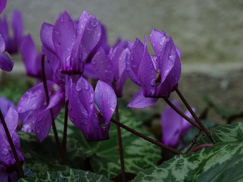 Cyclamen, pretty, purple, summer, flowers, nature, rain, drops, HD wallpaper