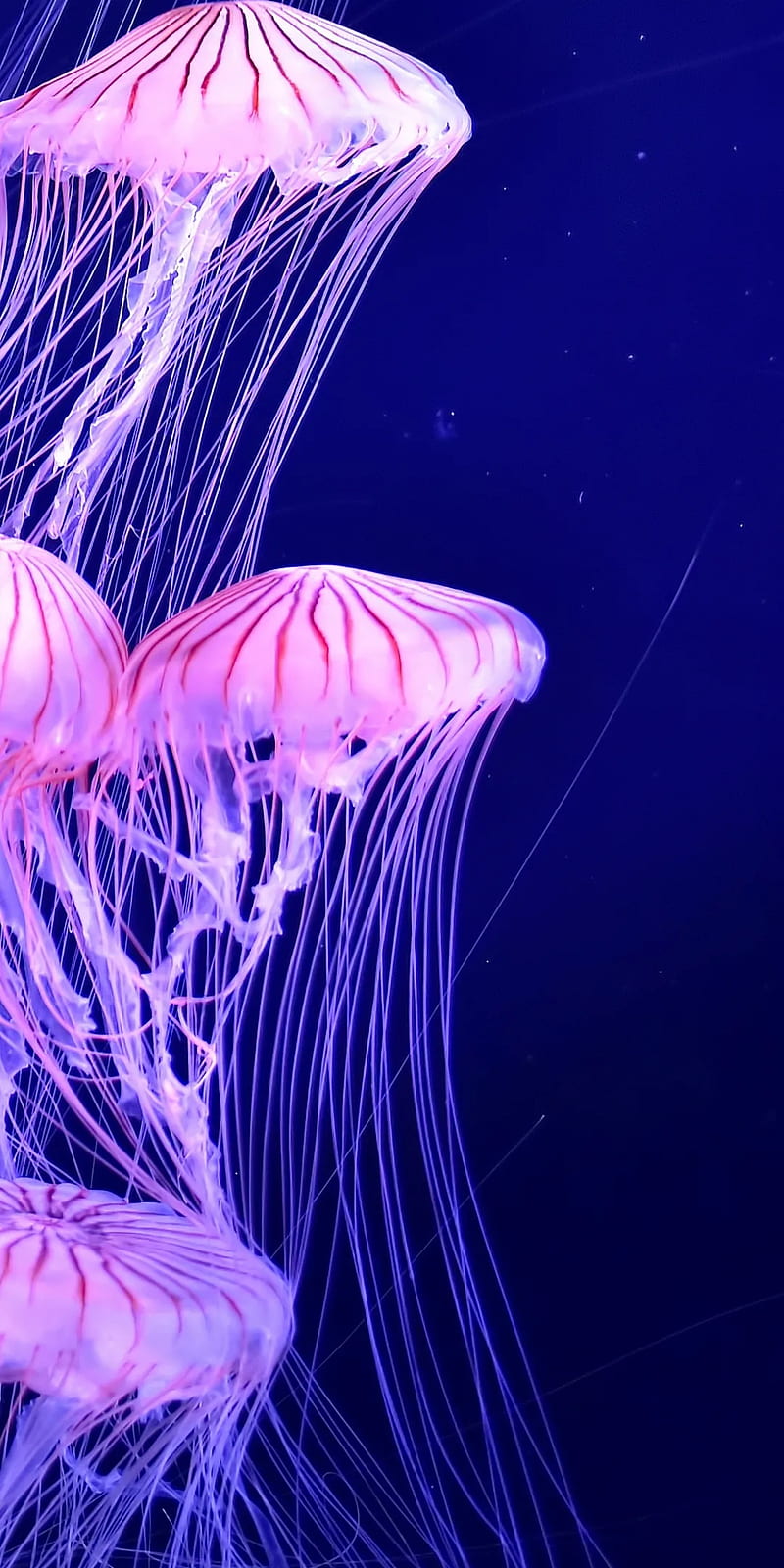 Jellyfish dance, black, blue, magic, mushrooms, HD phone wallpaper