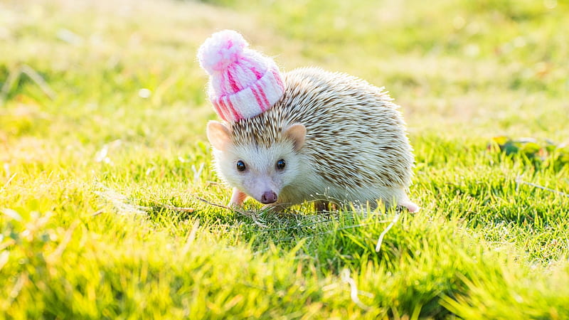 / cute, green, grass, hedgehog, arici, funny, pink, animal, hat, Cute Porcupine, HD wallpaper