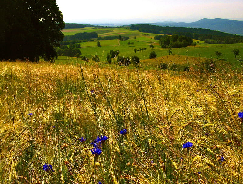 Field, wheat, golden, yellow, sky, mountain, green, flowers, nature, meadow, HD wallpaper