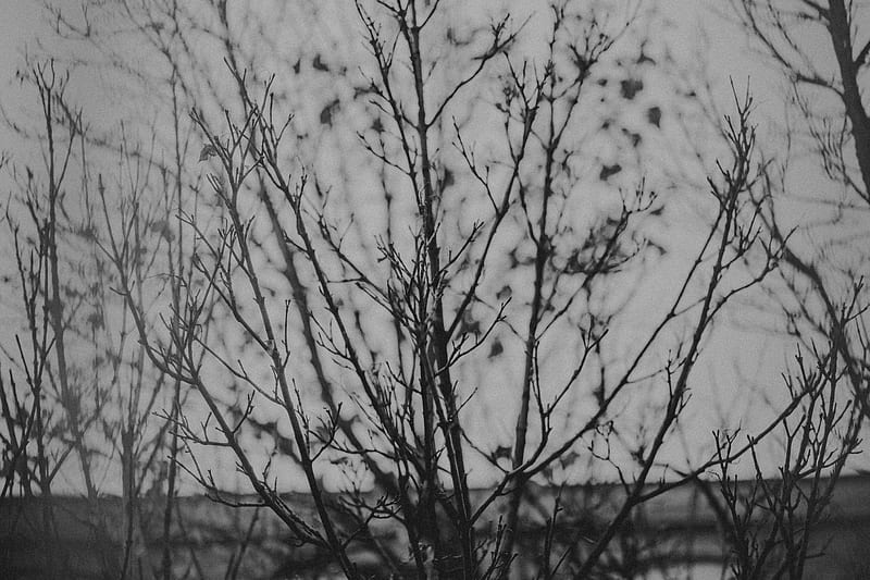 branches, tree, bw, nature, HD wallpaper