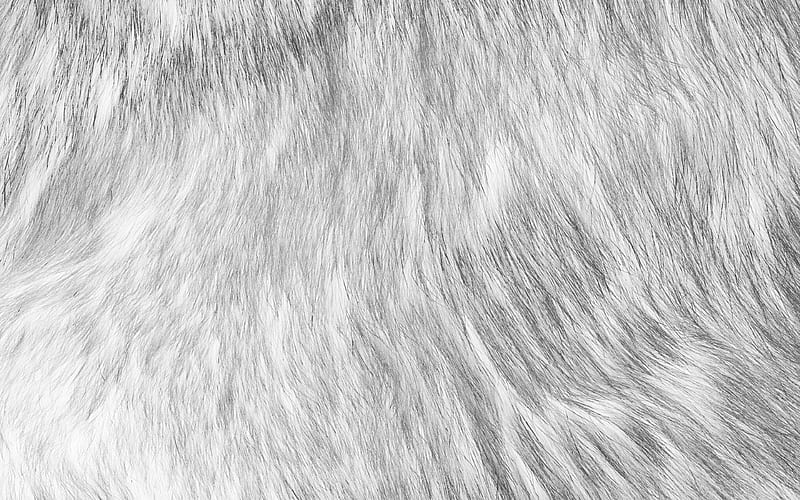 texture, fur, dog, bw, pattern, white, HD wallpaper