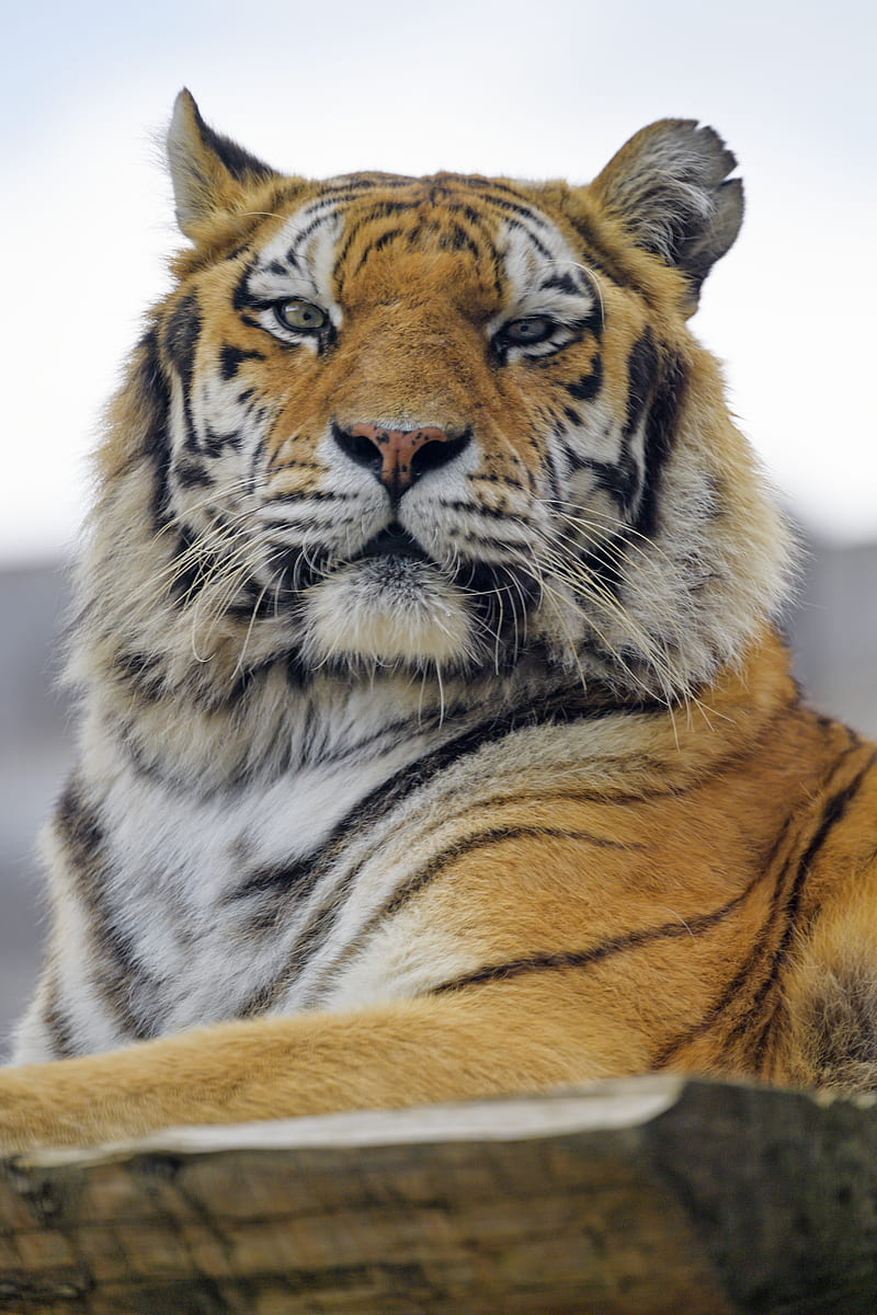 tiger, muzzle, predator, big cat, glance, fluffy, HD phone wallpaper