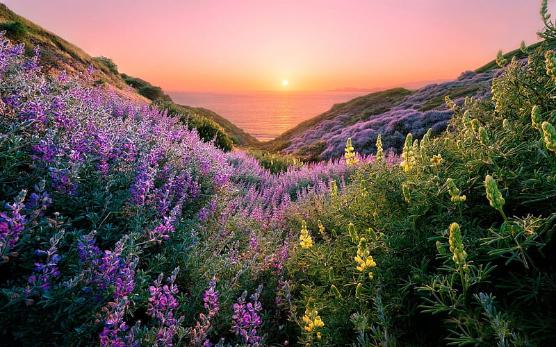 beautiful sunset, coast, grass, sky, sun, hill, sea, skyline, San Francisco, USA, HD wallpaper