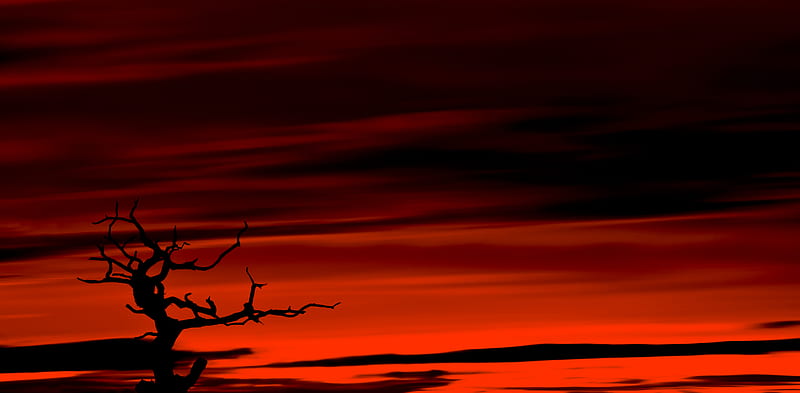 tree, dark, sky, dusk, red, HD wallpaper