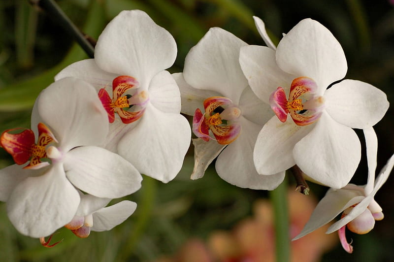 White Orchids, garden, tropical flowers, HD wallpaper