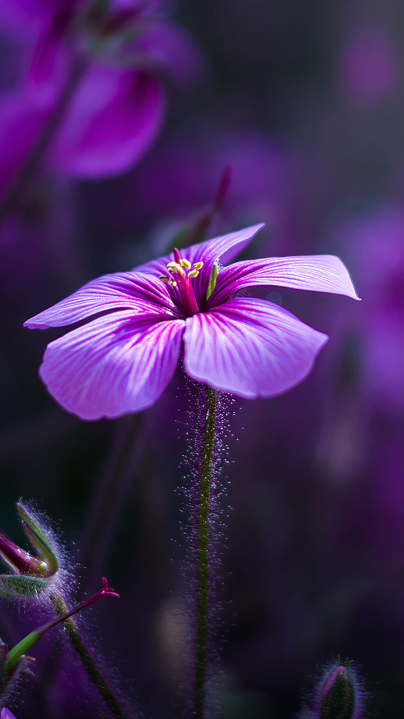 Purple flower , macro, background, HD phone wallpaper