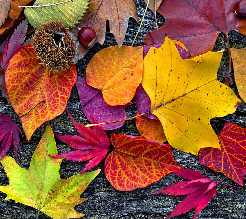 Autumn Leaves, colors, nature, season, HD wallpaper