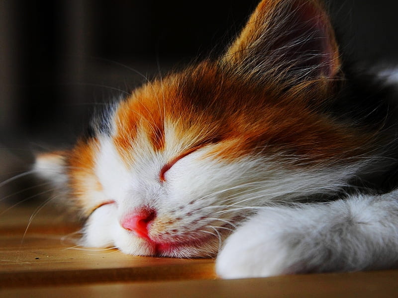 Sleeping cat, feline, sleep, cat, dream, kitten, animal, HD wallpaper