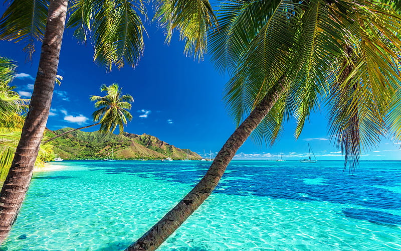 Maldives, sea, palm trees, summer, tropics, HD wallpaper