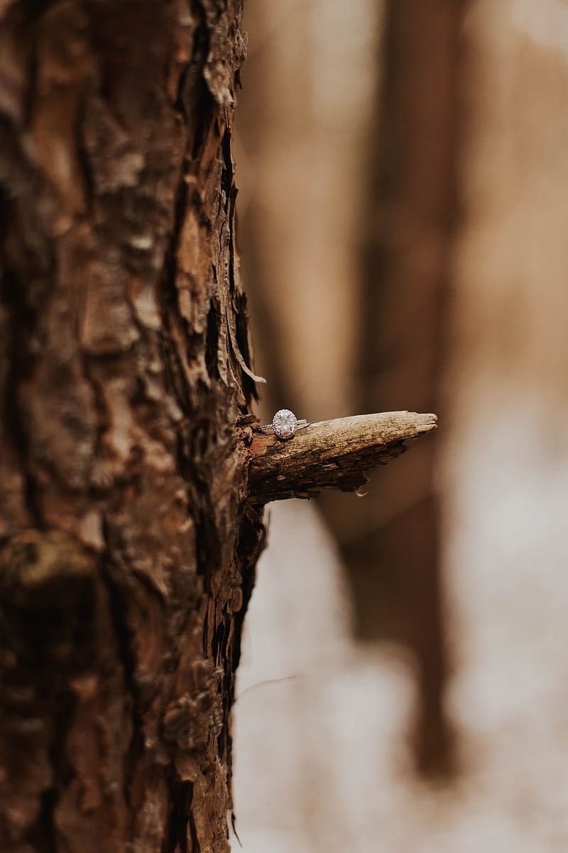 ring, tree, bark, blur, HD phone wallpaper