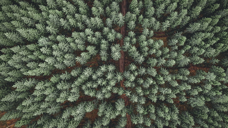 forest, road, aerial view, pine trees, treetops, HD wallpaper