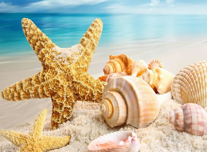 Shells, beach, Seastars, zoology, animals, snails, HD wallpaper