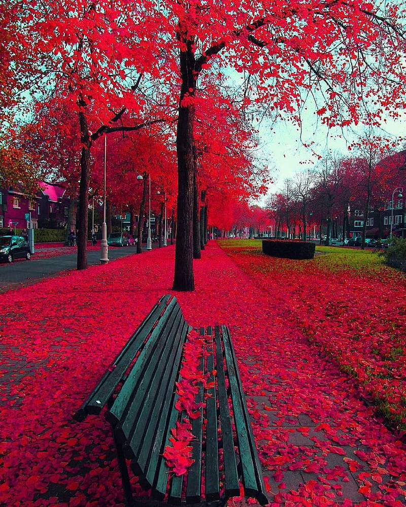 bench, red, trees, HD phone wallpaper