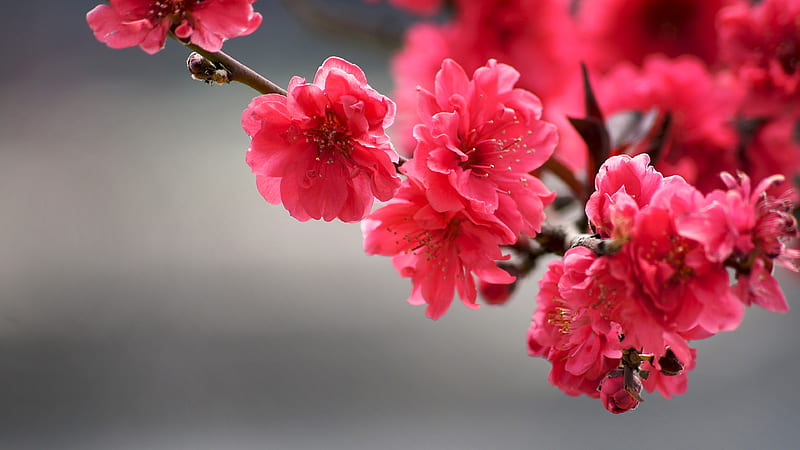 4K free download | Red Blossom Flowers Spring, HD wallpaper | Peakpx