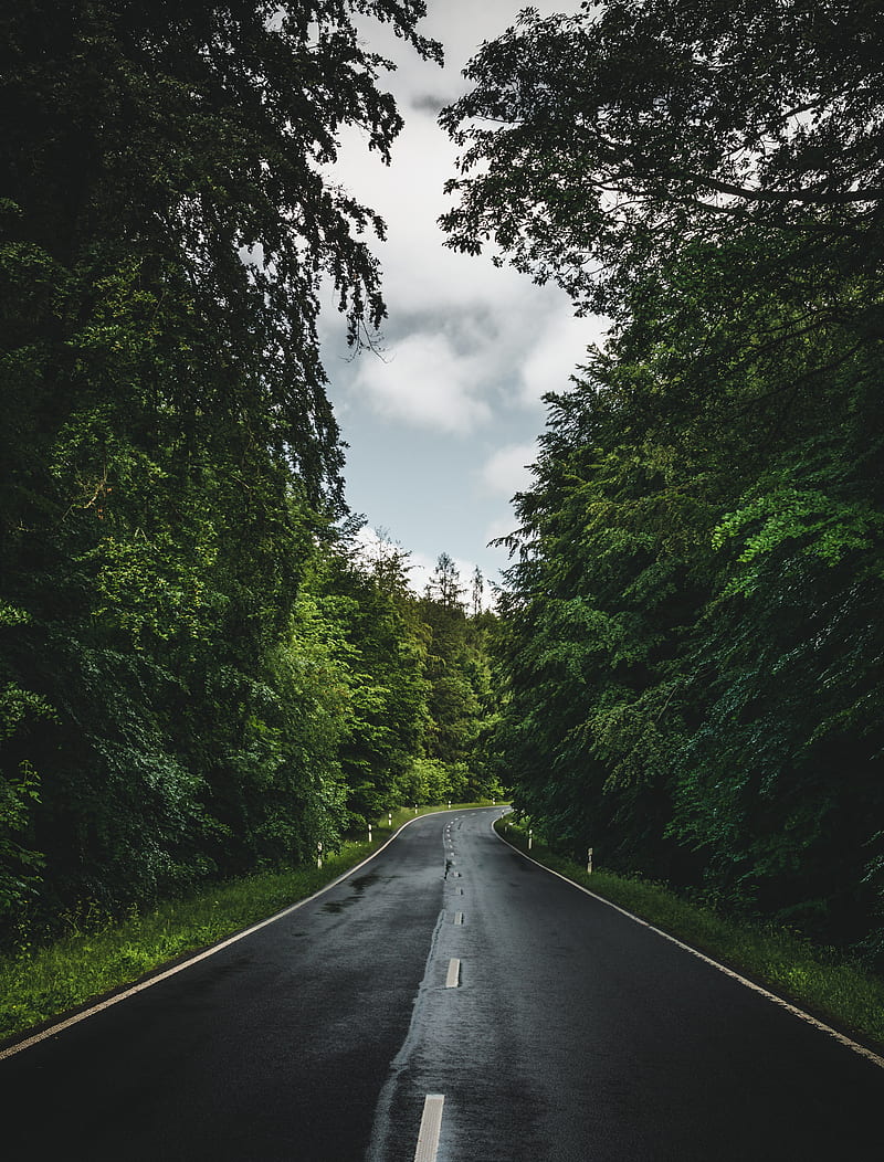 road, marking, trees, forest, sky, HD phone wallpaper