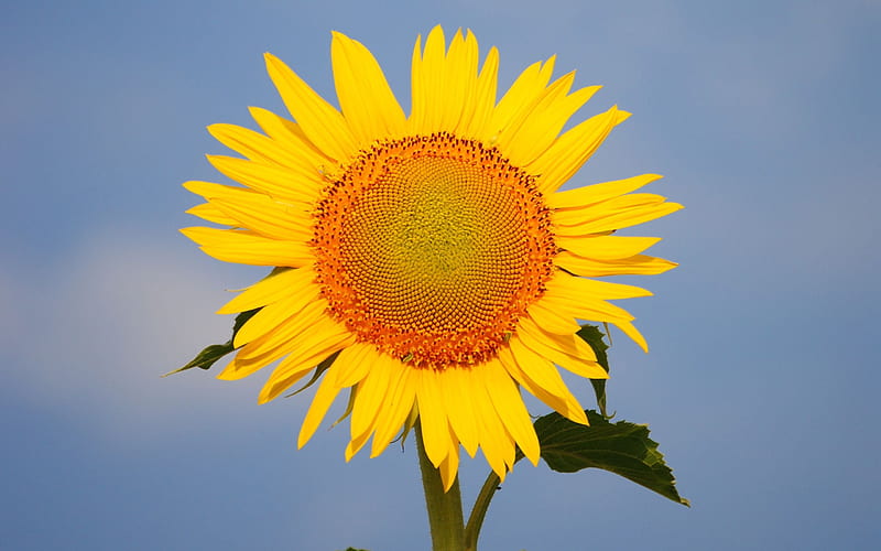 Summer brilliant-Macro graphy-Sunflower, HD wallpaper