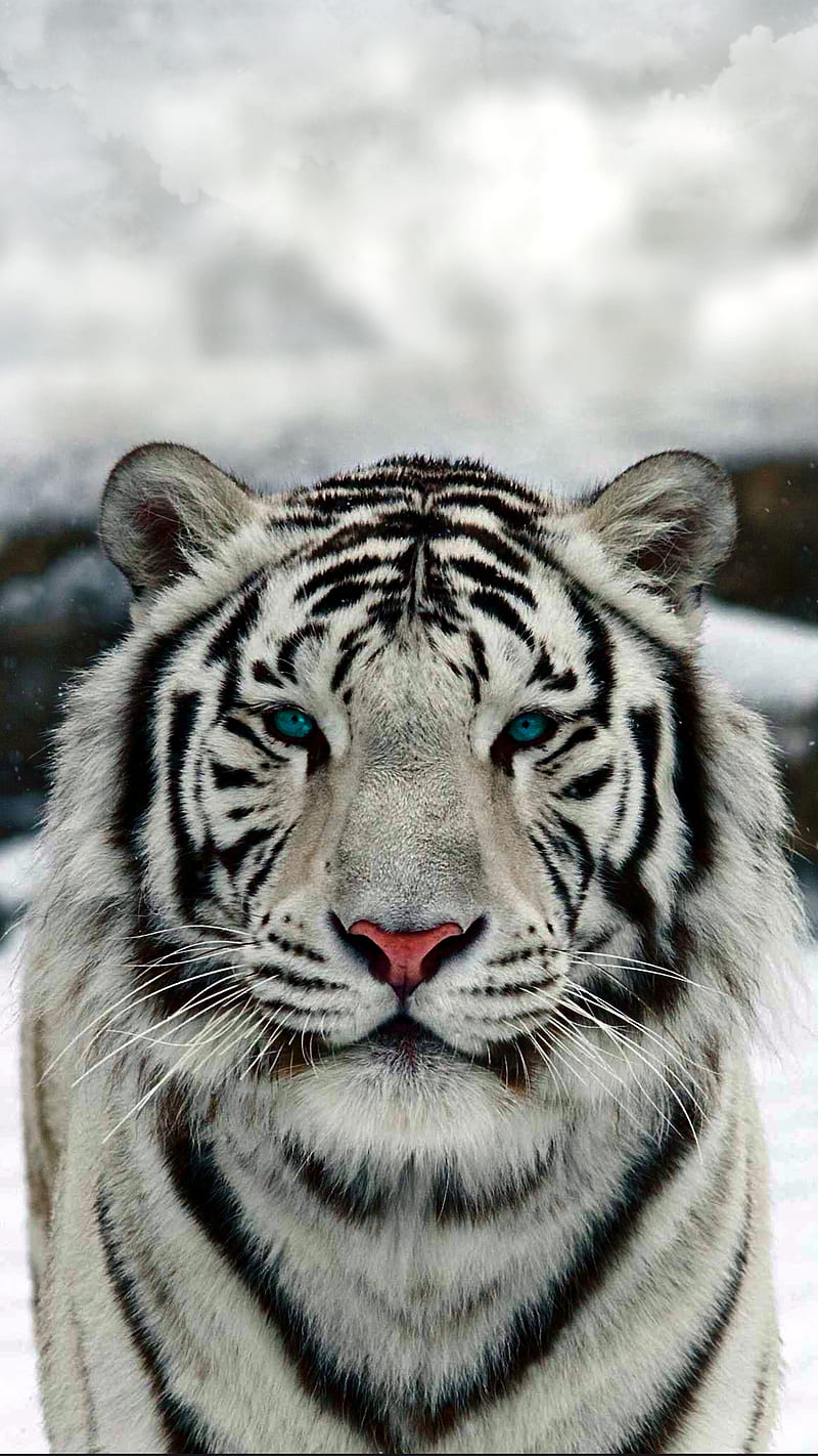 white tiger, animal, blanc, tiger, HD phone wallpaper