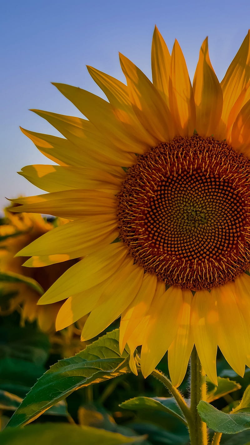Radiant sunflower, colourful, flower, petals, HD phone wallpaper